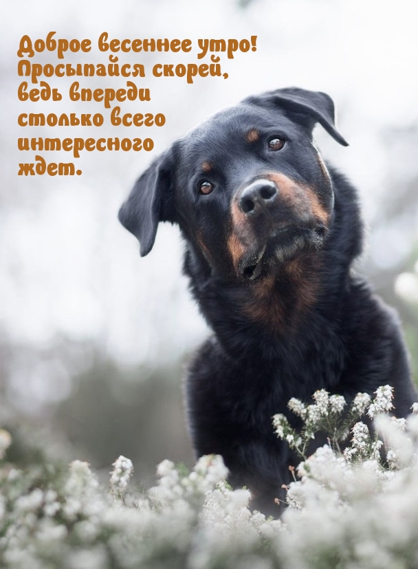 Доброе весеннее утро! Просыпайся скорей