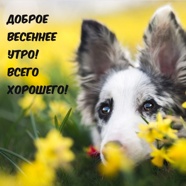 Доброе весеннее утро! Всего хорошего!