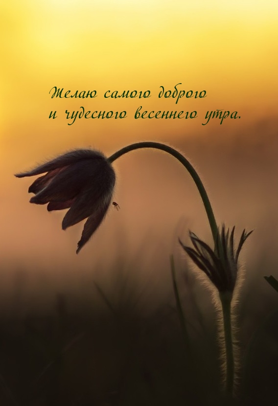 Желаю самого доброго и чудесного весеннего утра.
