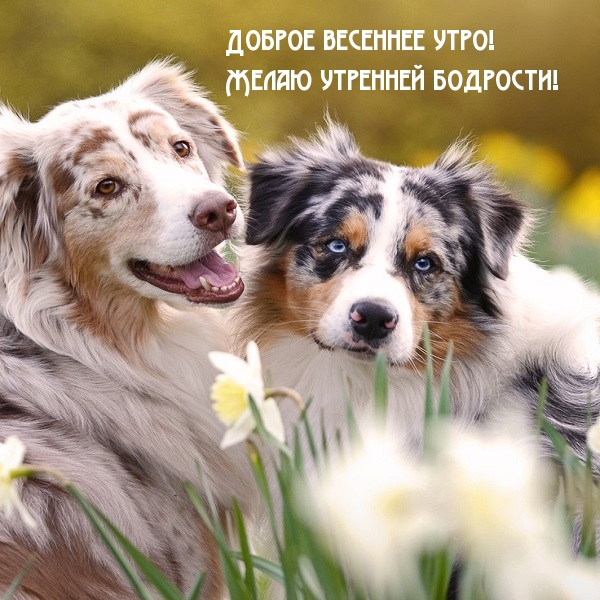 Доброе весеннее утро! Желаю утренней бодрости!