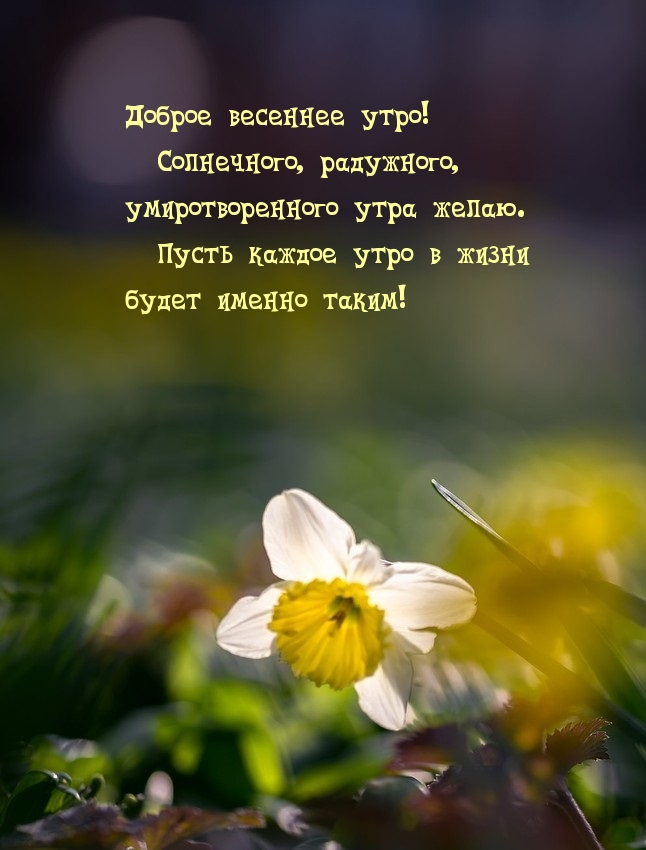 Доброе весеннее утро! Пусть каждое утро в жизни будет таким!
