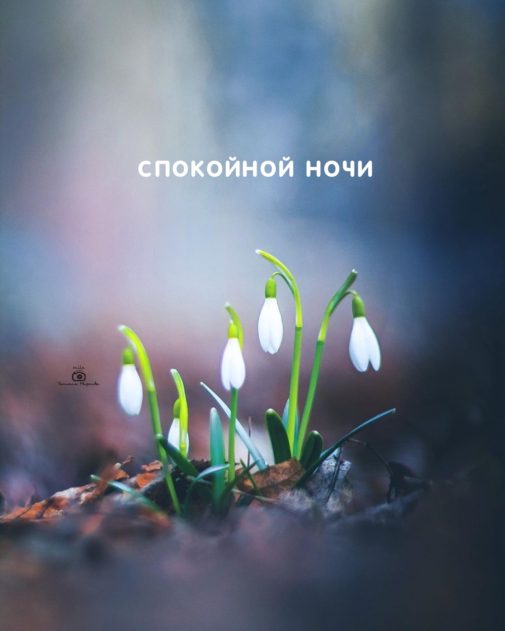 СПОКОЙНОЙ НОЧИ