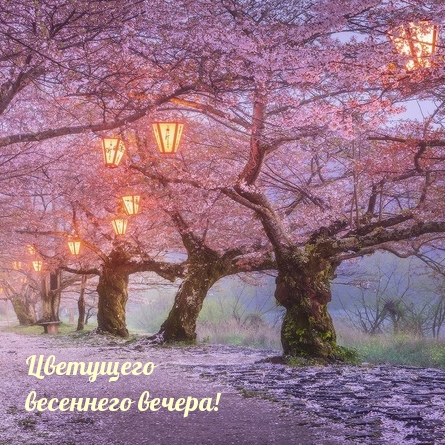 Цветущего весеннего вечера!