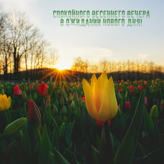 Спокойного весеннего вечера в ожидании нового дня!