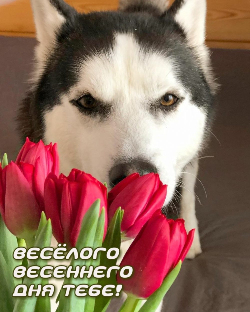 Весёлого весеннего дня тебе!