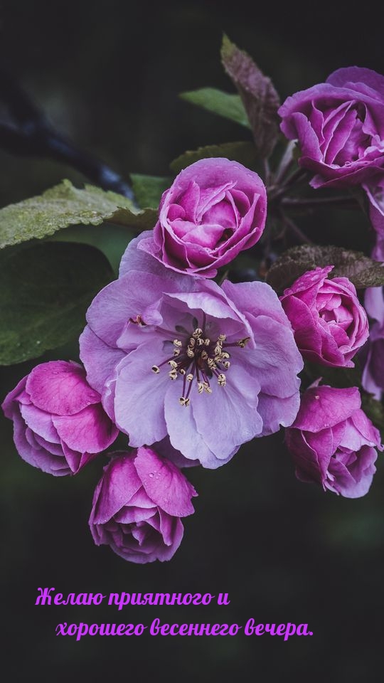Картинки с надписями.  Желаю приятного и хорошего весеннего вечера..