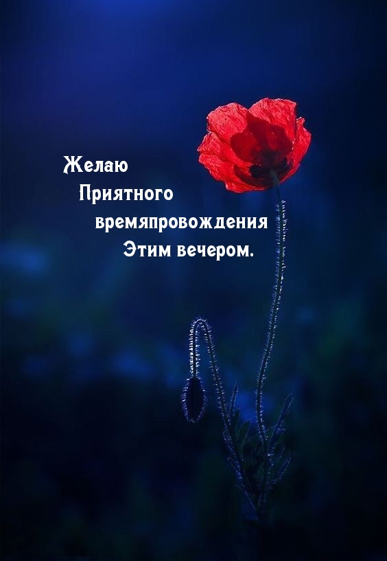 Желаю приятного времяпровождения этим вечером.