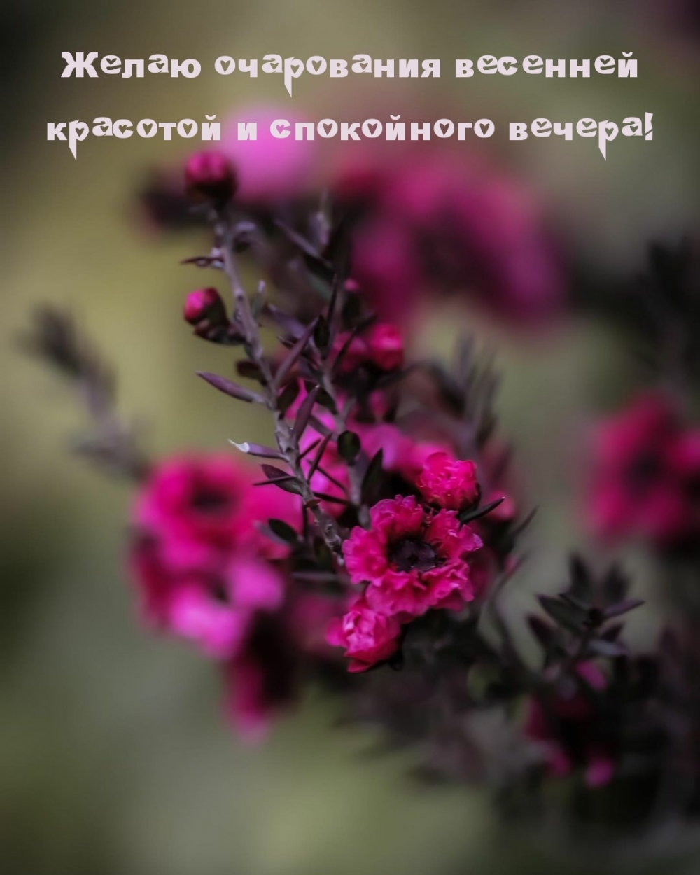 Желаю очарования весенней красотой и спокойного вечера!