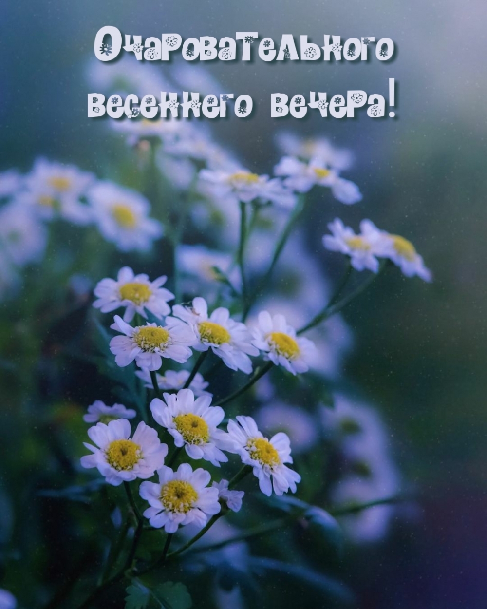 Очаровательного весеннего вечера!