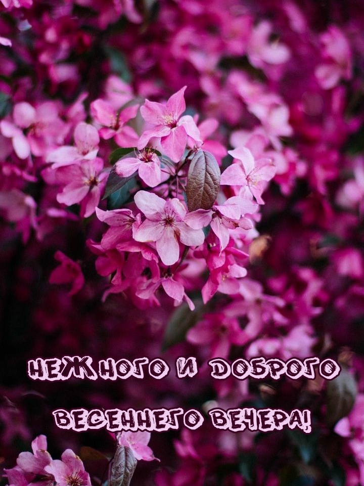Нежного и доброго весеннего вечера!