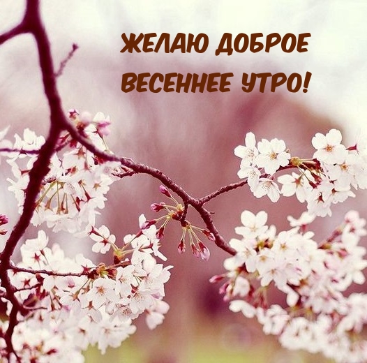 Желаю доброе весеннее утро!