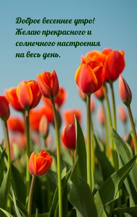 Доброе весеннее утро! Желаю прекрасного и солнечного настроения