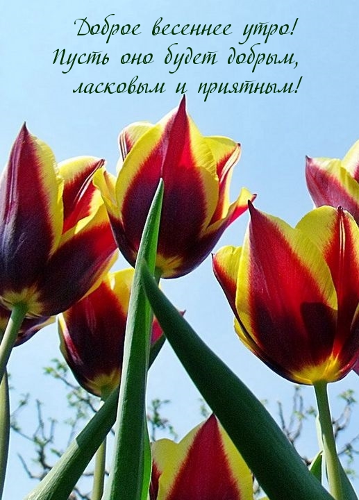 Картинки с надписями.  Доброе весеннее утро! Пусть оно будет добрым, ласковым и приятным!.