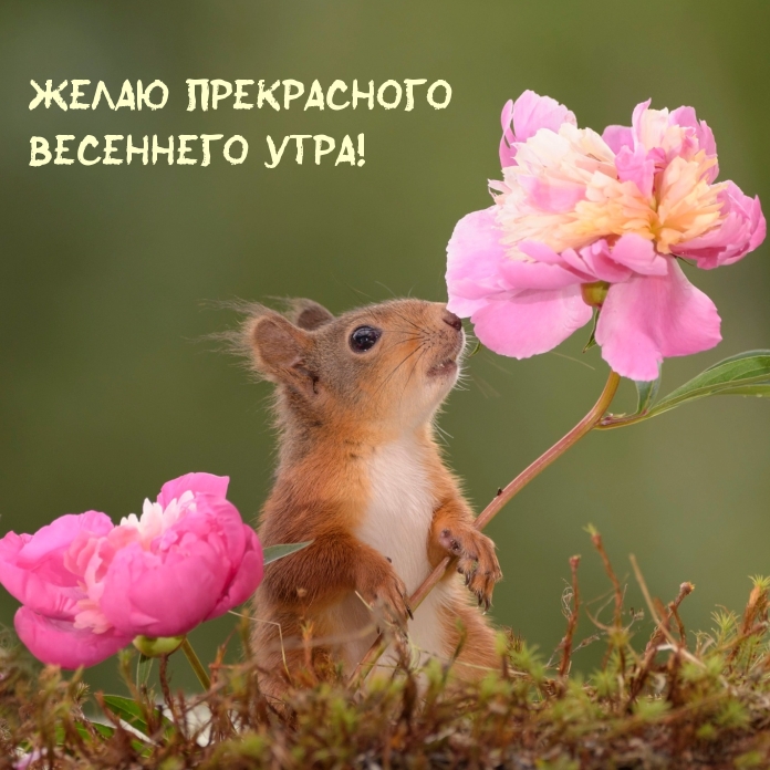 Желаю прекрасного весеннего утра!