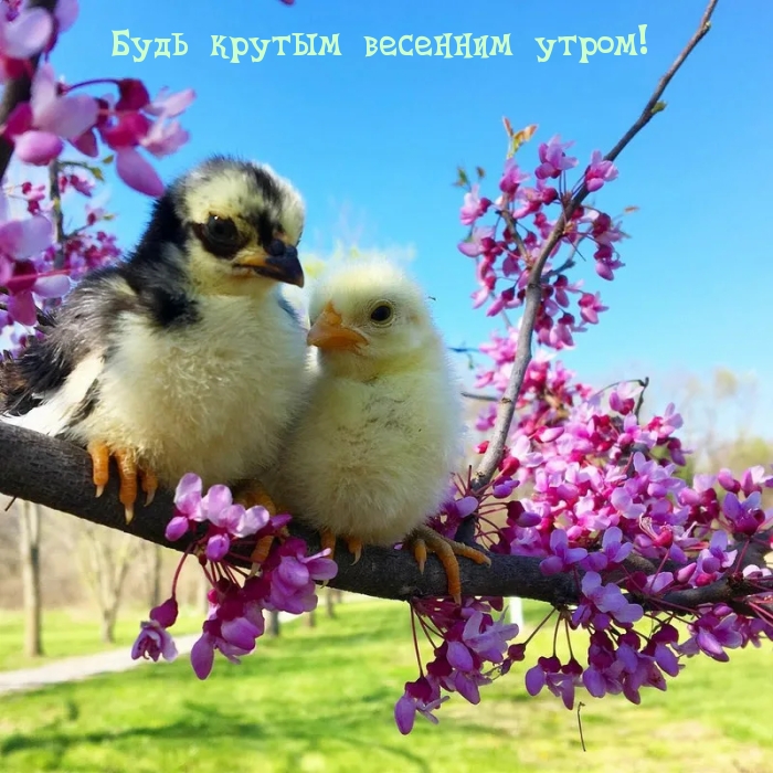Будь крутым весенним утром!