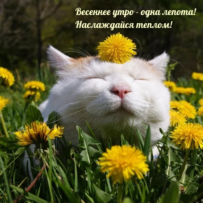 Весеннее утро — одна лепота! Наслаждайся теплом!