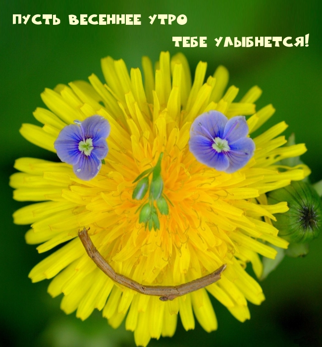 Пусть весеннее утро тебе улыбнется!