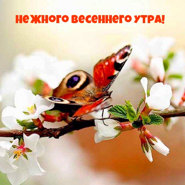 Нежного весеннего утра!