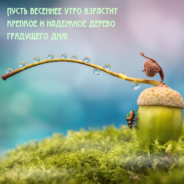Пусть весеннее утро взрастит крепкое древо грядущего дня!