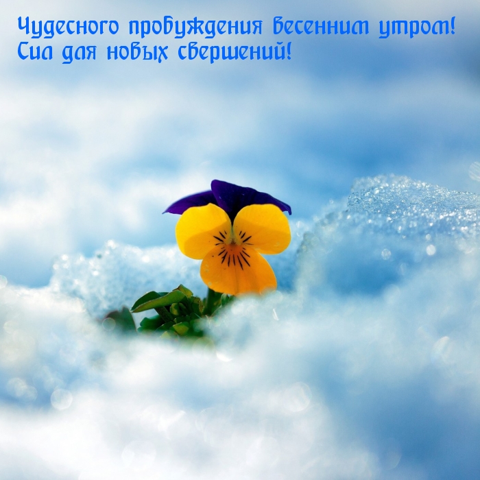 Чудесного пробуждения весенним утром! Сил для новых свершений!