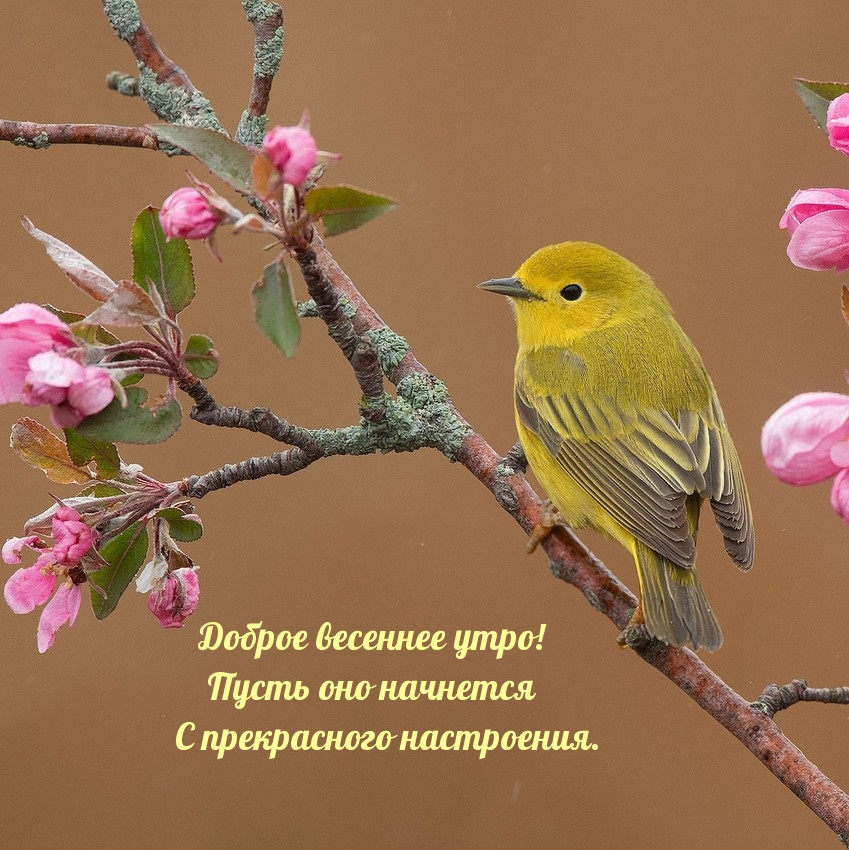 Доброе весеннее утро! Пусть оно начнется с прекрасного настроения.