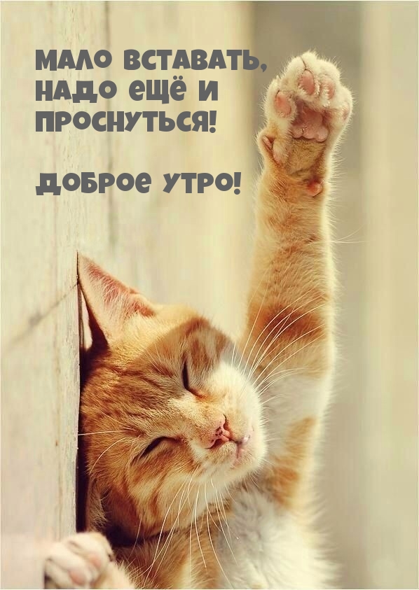 Мало вставать, надо ещё и проснуться! Доброе утро!