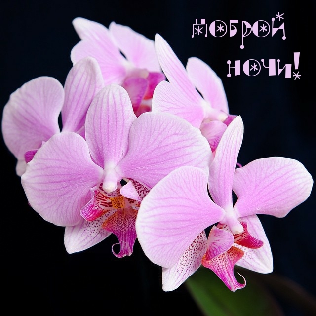 Доброй ночи!