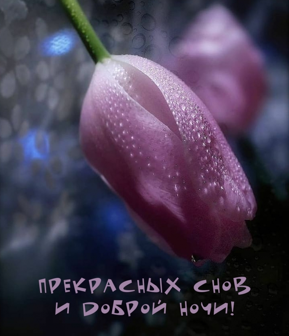 Прекрасных снов и доброй ночи!