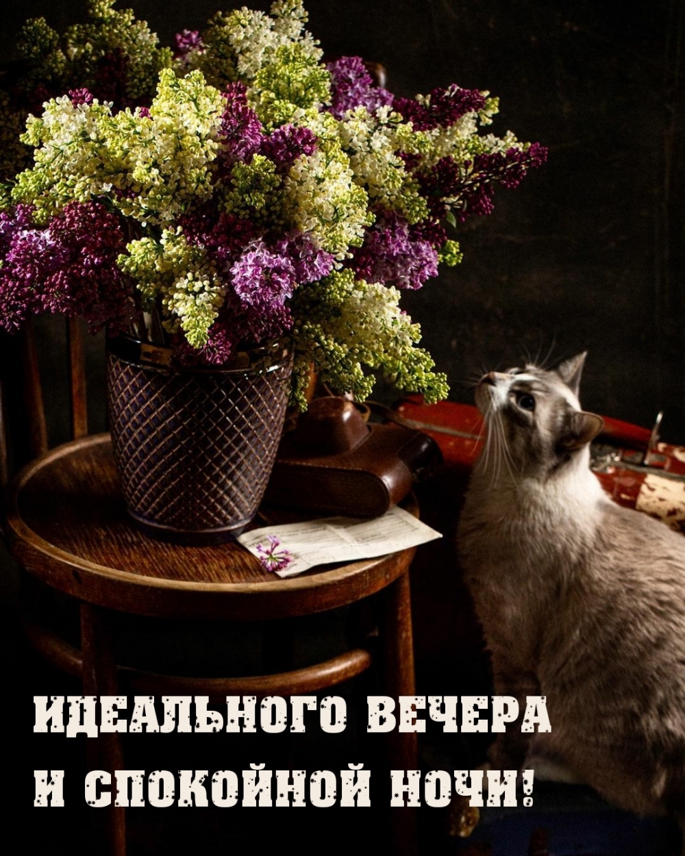 Идеального вечера и спокойной ночи!