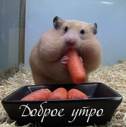 Картинки с надписями.  Доброе утро.