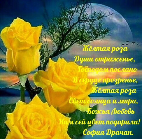 Жёлтая роза — души отраженье, Господом послано…