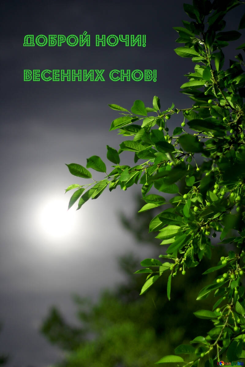 Доброй ночи! Весенних снов!
