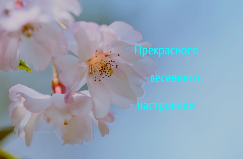 Прекрасного весеннего настроения!