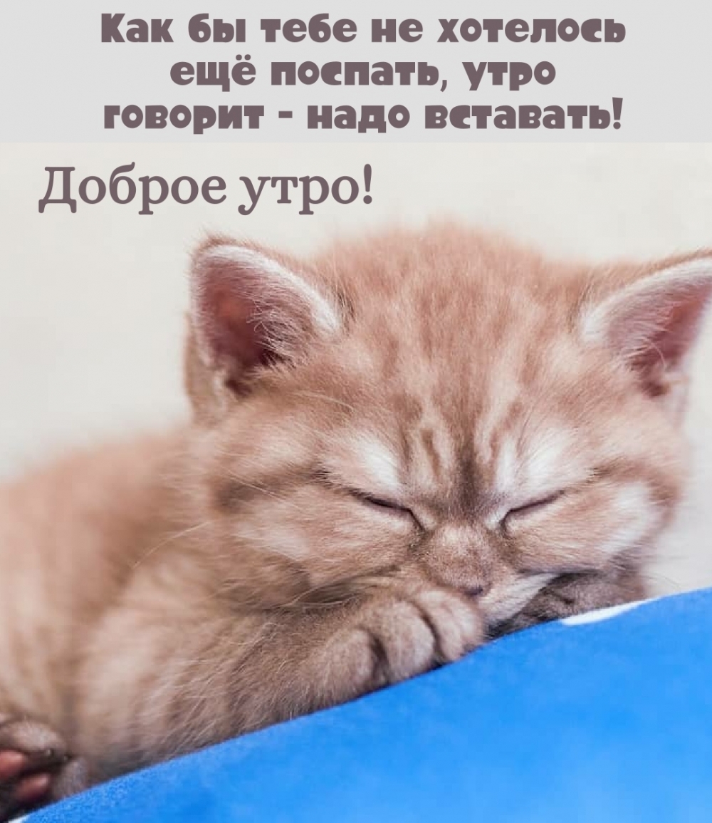 Как бы тебе не хотелось ещё поспать, утро говорит — надо вставать!