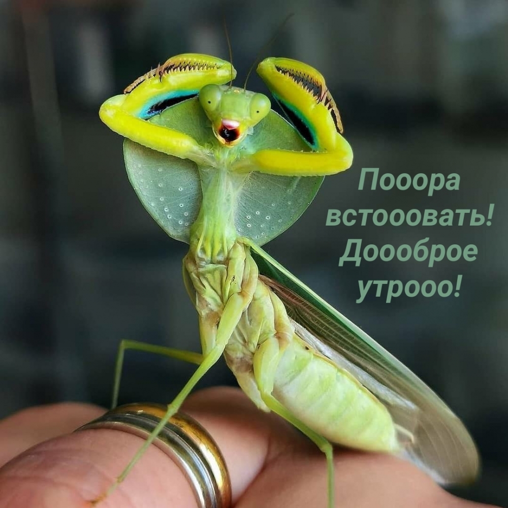 Картинки с надписями.  Пооора встооовать! Доооброе утрооо!.