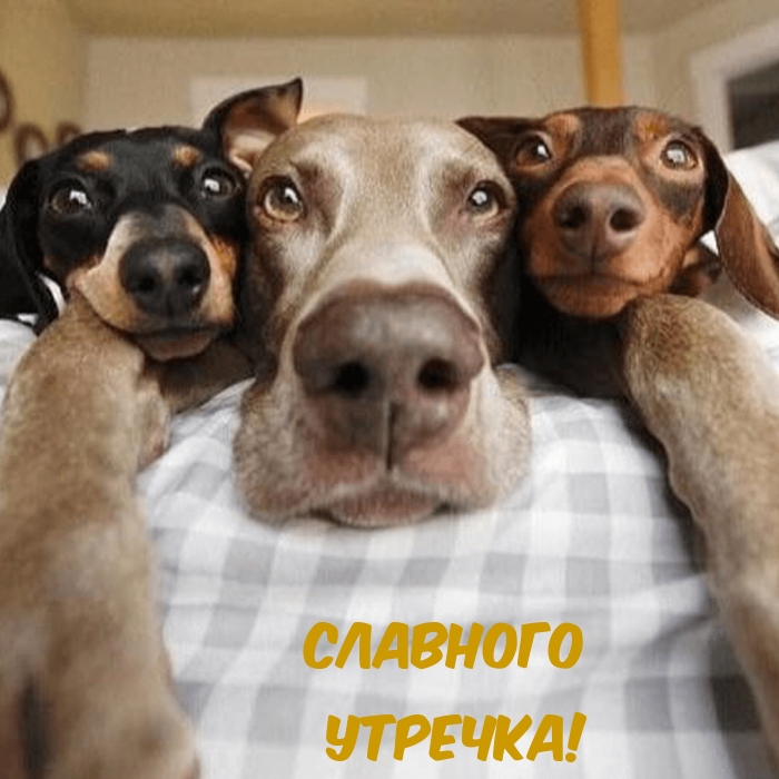 Славного утречка!