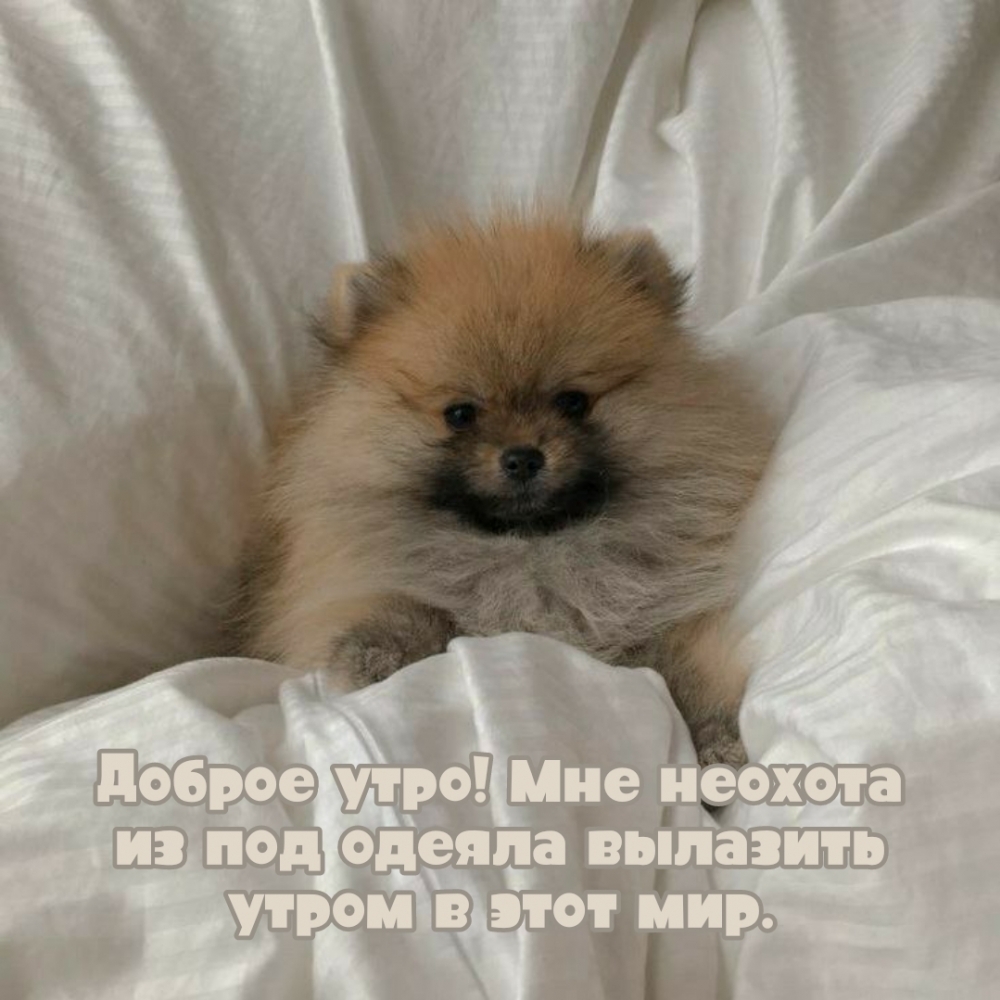 Доброе утро! Мне неохота из под одеяла вылазить