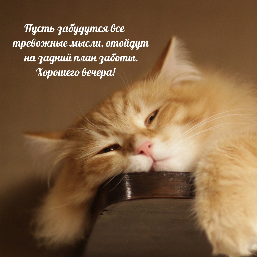 Хорошего вечера! Пусть забудутся все тревожные мысли