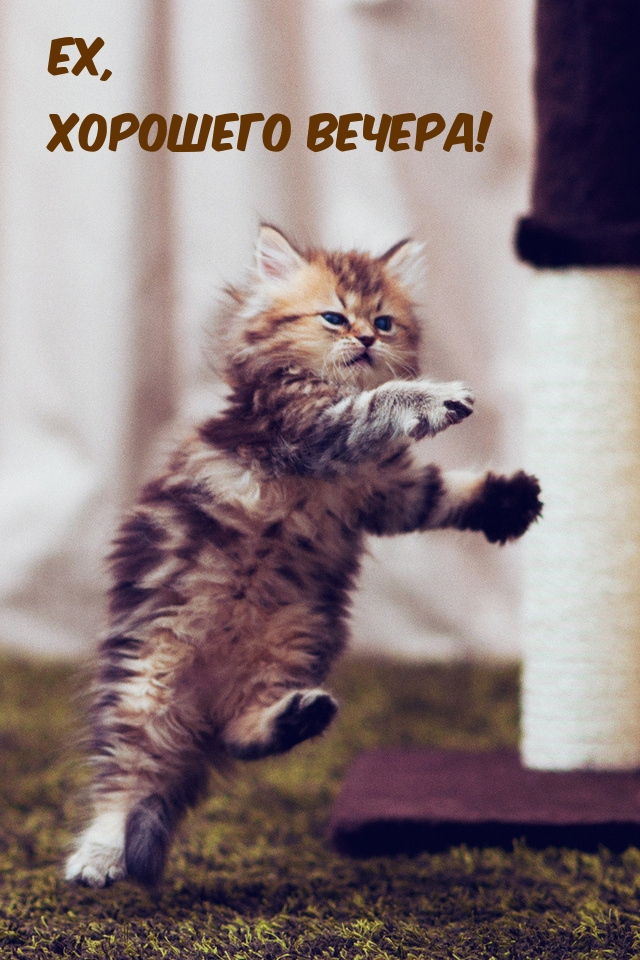Ех, хорошего вечера!