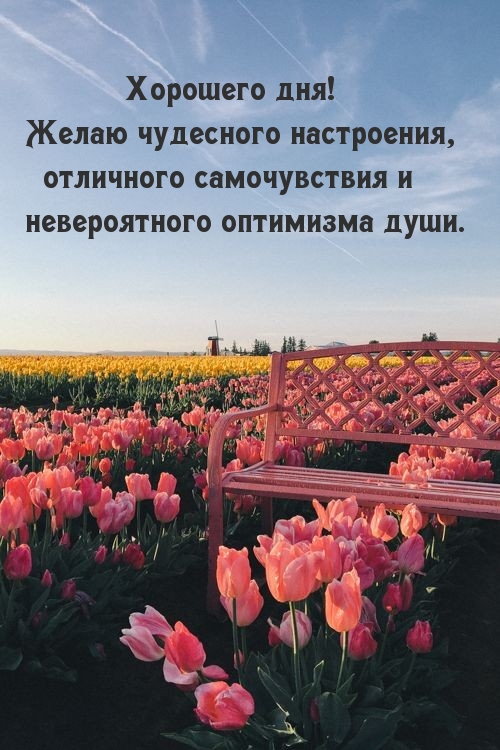 Хорошего дня! Желаю чудесного настроения