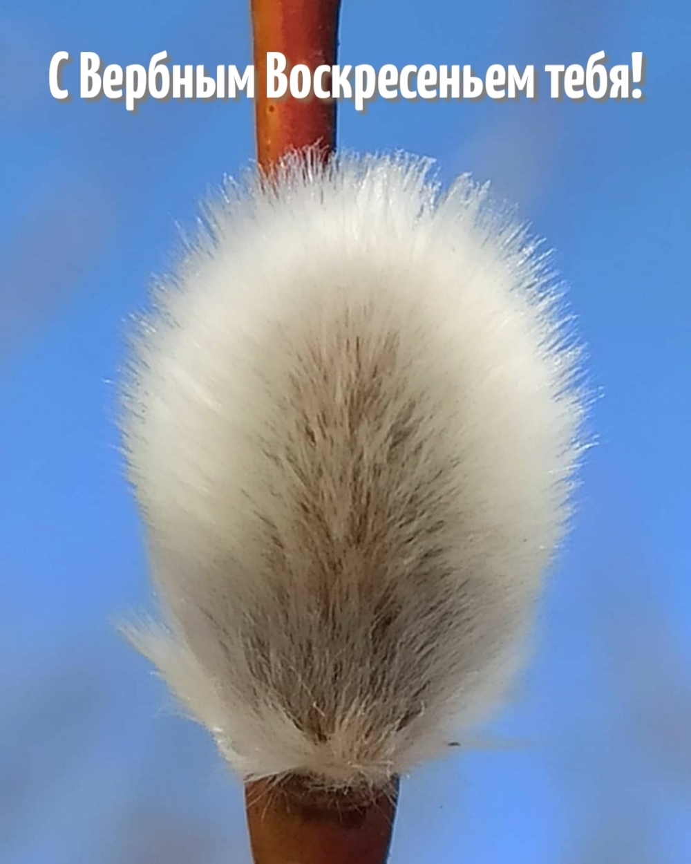 С Вербным Воскресеньем тебя!