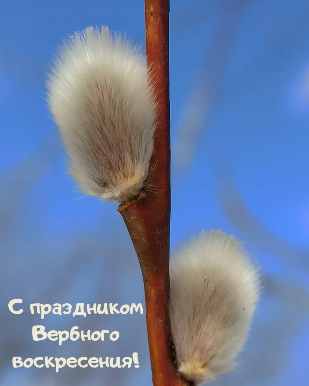 С праздничком Вербного воскресенья!
