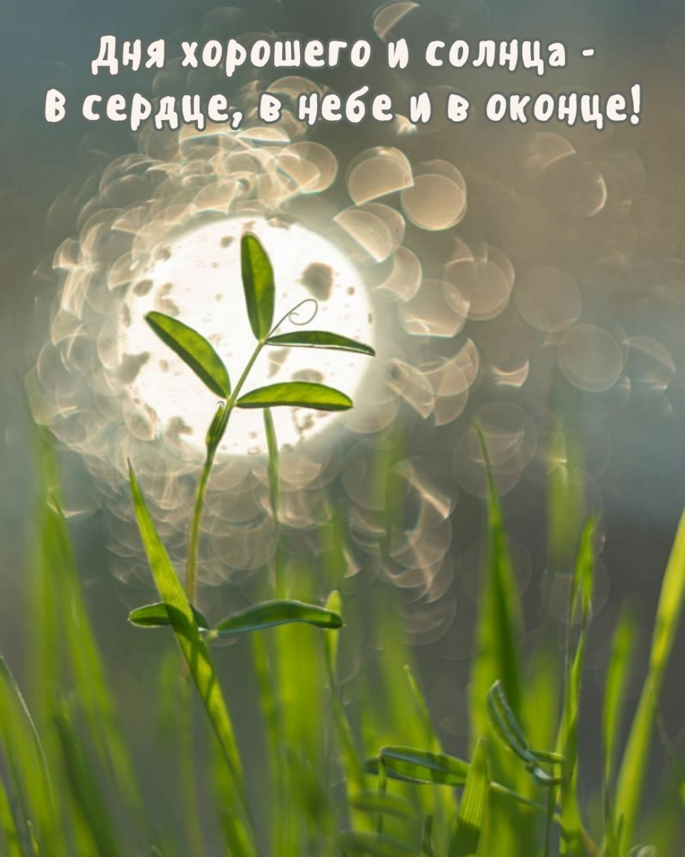Дня хорошего и солнца — в сердце, в небе и в оконце!
