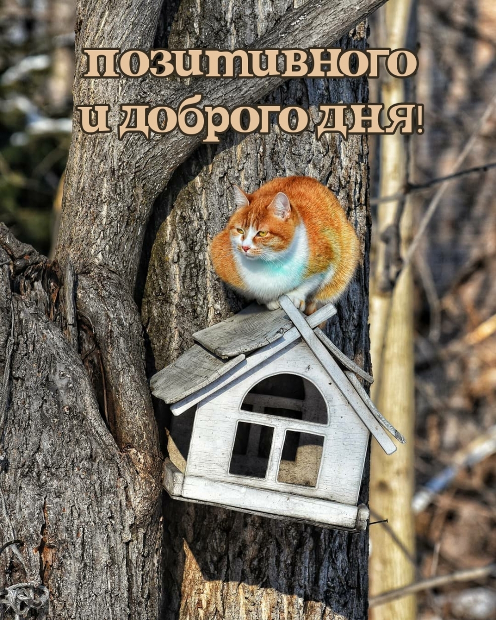 Позитивного и доброго дня!