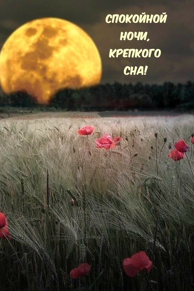 Спокойной ночи, крепкого сна!