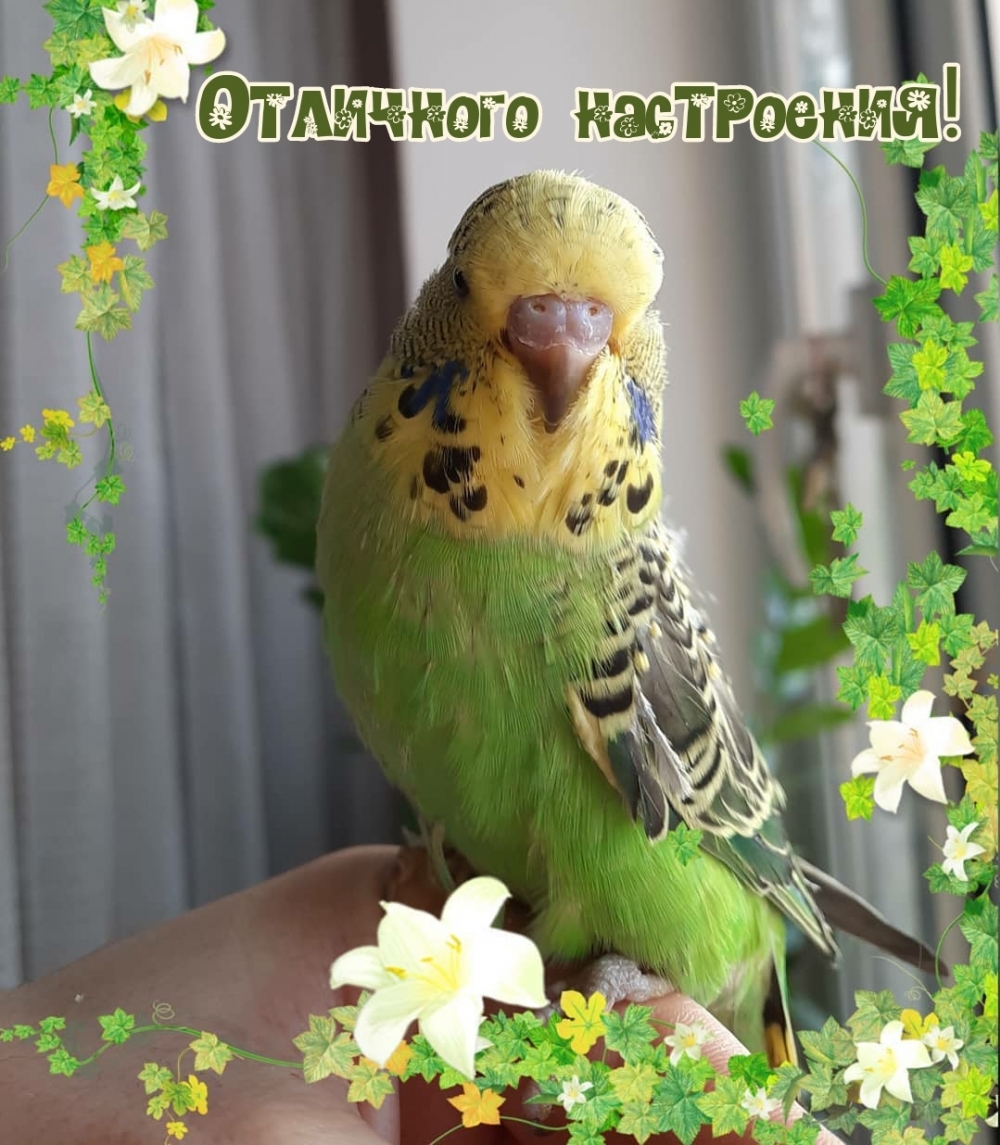 Вдохновения и творческого настроения!