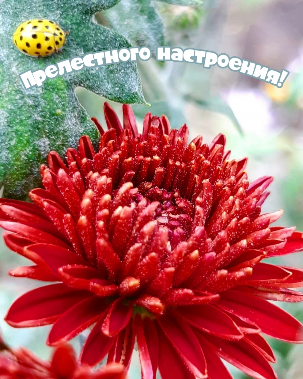 Прелестного настроения!