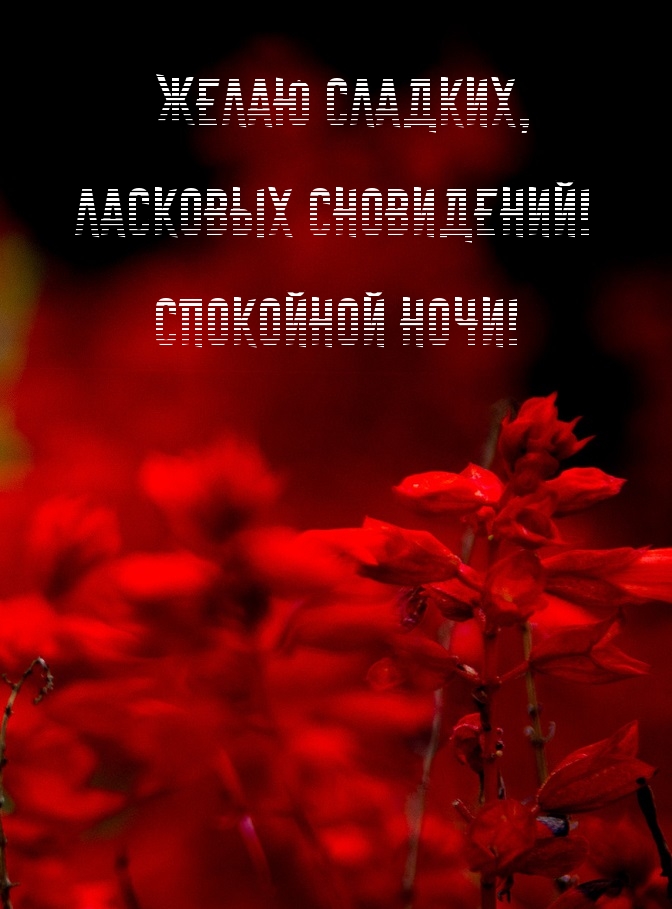 Желаю сладких, ласковых сновидений!
