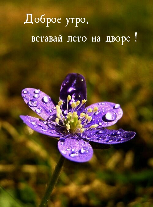 Доброе утро, вставай лето на дворе!