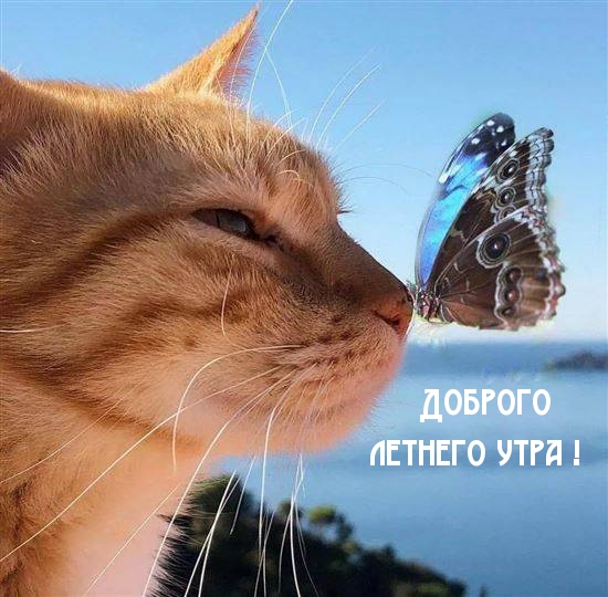 Доброго летнего утра!
